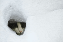 a black and white cat is sticking its head out of a snowy hole