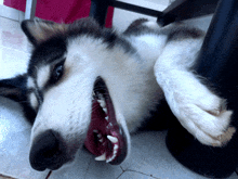 a husky dog with its mouth open and teeth showing