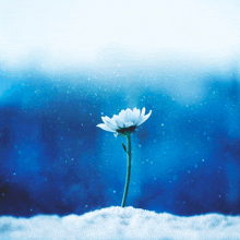 a single white flower is growing out of the snow