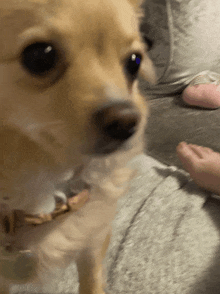 a close up of a dog looking at the camera with a person 's foot in the background