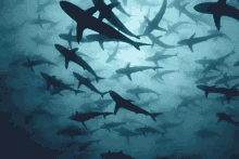 a large school of sharks are swimming in the ocean