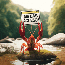 a crayfish holds a sign that says me das acceso