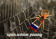 a spider is on a web with a russian flag on it