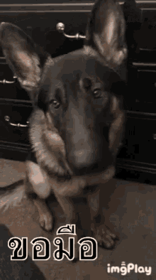 a german shepherd dog is sitting on the floor in front of a dresser and looking at the camera .