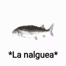 a fish with the words la nalguea on the bottom