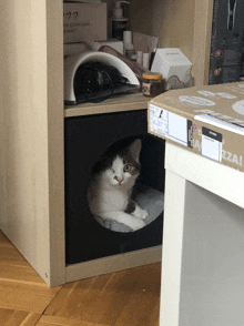 a cat is laying in a box that says ok contains eggs