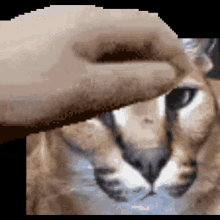 a pixelated image of a person petting a cat