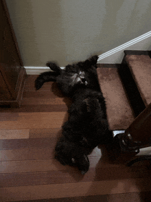 a black dog laying on its back on a wooden floor