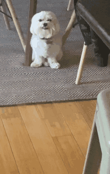 a small white dog is sitting on a rug in front of a table