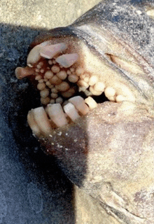 a close up of a shark 's mouth with teeth