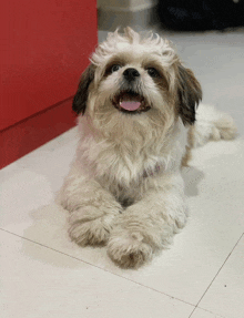 a small brown and white dog laying on a tiled floor