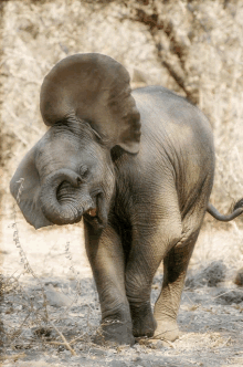 a baby elephant standing in the dirt with its ears up