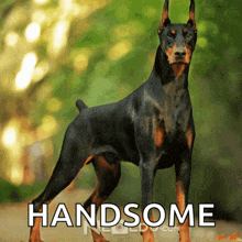 a picture of a doberman with the word handsome written below it