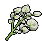 a cartoon illustration of a plant with white flowers and green leaves on a white background .