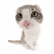 a gray and white cat with a pink nose is sitting on a white background and looking up at the camera .