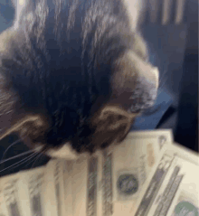 a cat is sniffing a pile of money that is twenty dollar bills