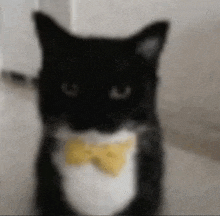 a black cat wearing a yellow bow tie is sitting on the floor .