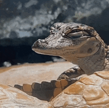 a close up of a crocodile 's head with its eyes closed