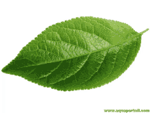 a close up of a green leaf with the website www.aquaportal.com on the bottom