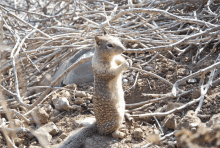 a small squirrel is standing on its hind legs in the dirt