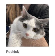 a person is holding a white and gray cat with the name podrick on the bottom