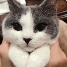 a close up of a gray and white cat being held by a person