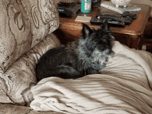 a dog laying on a couch with a remote control on the table