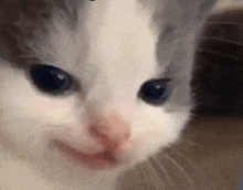 a close up of a white and gray kitten 's face .