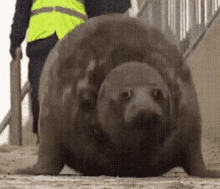 a seal is crawling on the ground next to stairs .