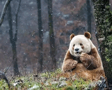 a brown bear is sitting under a tree in the snow .