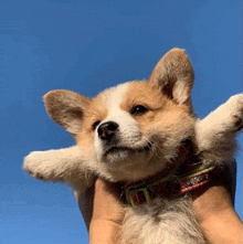 a person is holding a brown and white dog in their arms .