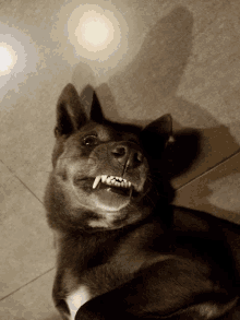 a dog with sharp teeth is laying down on a tile floor