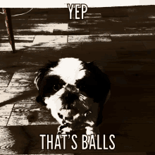 a black and white dog with the words yep that 's balls