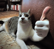 a cat laying down giving a thumbs up