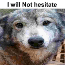 a close up of a dog 's face with the words `` i will not hesitate '' written above it .