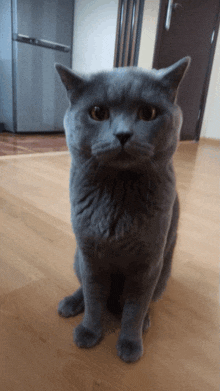 a gray cat is sitting on a wooden floor in front of a refrigerator