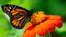 a butterfly sitting on top of a bright orange flower