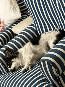 a dog is laying on a blue and white striped couch