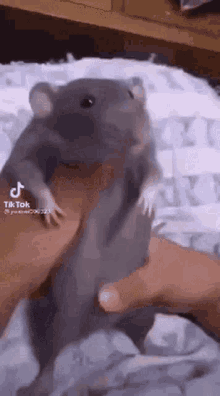 a person is holding a gray rat in their hands .