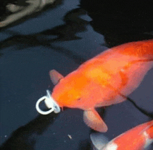 an orange fish with a pacifier in its mouth is swimming in a pond .