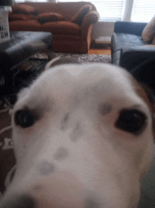 a close up of a dalmatian dog 's face in a living room