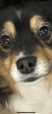 a close up of a dog 's face with a blurred background