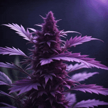 a close up of a purple marijuana plant