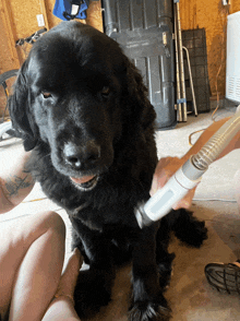 a black dog is being brushed with a vacuum cleaner