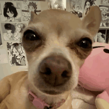 a close up of a dog 's nose with a pink stuffed animal in the background