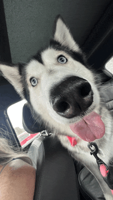 a husky dog with a pink tongue sticking out