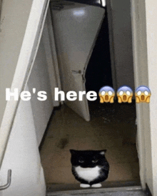 a black and white cat is standing in a hallway with the words he 's here written above it