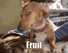 a dachshund with a pink collar is laying on a cat .