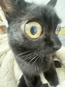 a close up of a black cat with yellow eyes sitting on a blanket .