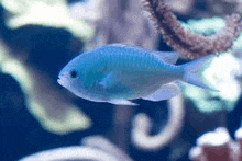 a blue fish is swimming in a tank next to a coral .